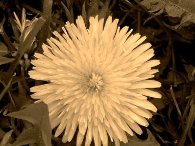 A sepia tone picture of a dandelion blossom on a grassy background.