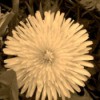 A sepia tone picture of a dandelion blossom on a grassy background.