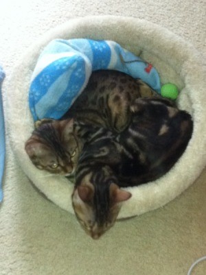 Introducing a New Kitten to Resident Bengal Cat - Kiwi and Misty