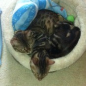 Introducing a New Kitten to Resident Bengal Cat - Kiwi and Misty