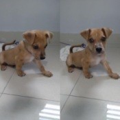 What Breed Is My Dog?