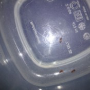 Getting Rid of Biting Bugs in My Truck -  small brown biting bugs