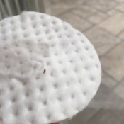 Identifying a Tiny Red Brown Bug - tiny bug