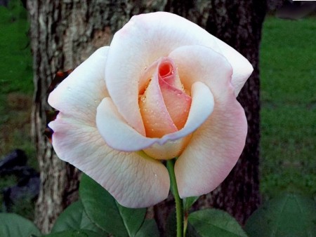 My Miracle Rose (Pristine) - lovely white rose with a blush of pink