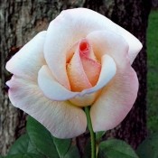 My Miracle Rose (Pristine) - lovely white rose with a blush of pink