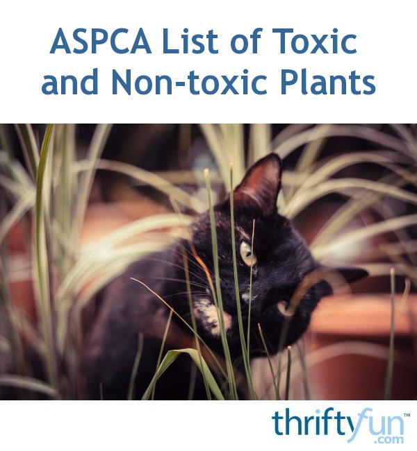 ASPCA List Of Toxic And Non toxic Plants ThriftyFun