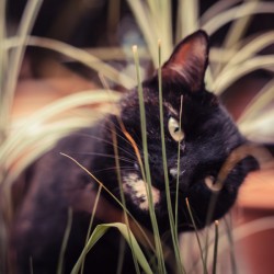 ASPCA List of Toxic and Non-toxic Plants - tortie cat and plant