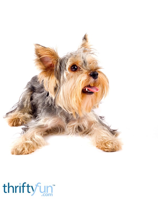 house training yorkie puppy