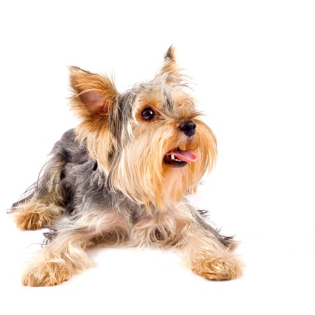 Yorkshire Terrier Puppy