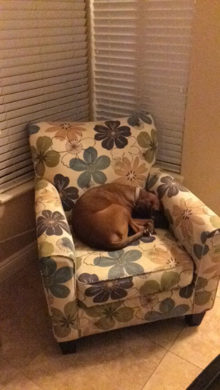 Bosley (Beagle/Boston Terrier) - dog on chair
