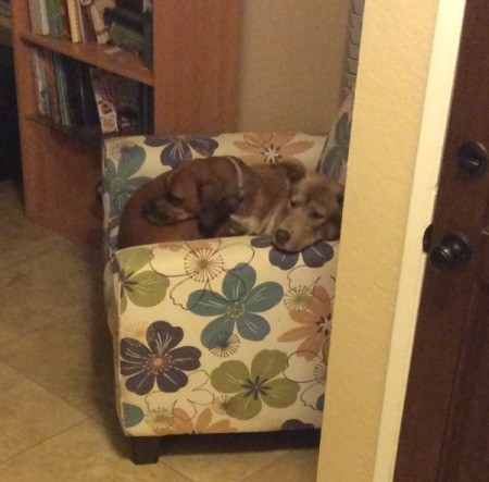 Bosley (Beagle/Boston Terrier) - dogs on a chair