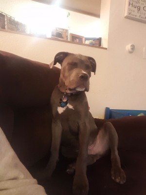Crate and Behavior Training an American Bully Pit Puppy - brown dog on couch