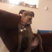 Crate and Behavior Training an American Bully Pit Puppy - brown dog on couch