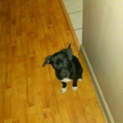 Is My Dog a Pit Bull? - black and white puppy