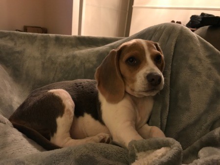 Puppy Poops in Crate - Beagle puppy