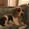 Puppy Poops in Crate - Beagle puppy