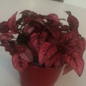 What Is This Houseplant? - foliage plant with red leaves