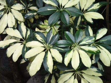 3 Organic Ways to Control Insects In Your Garden - variegated green and cream leafed plant