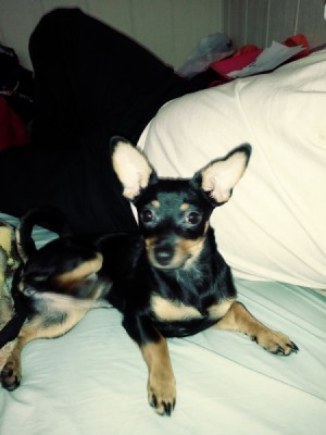What Breed Is My Dog? - black and tan dog with large upright ears