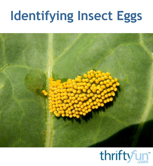 Insect Eggs Identification Chart Long