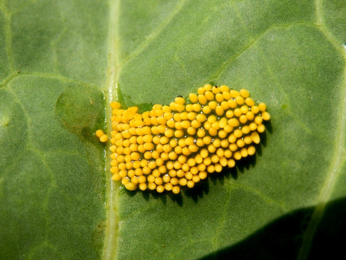 Ant eggs on plants information