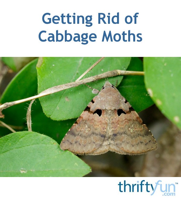 Getting Rid of Cabbage Moths | ThriftyFun