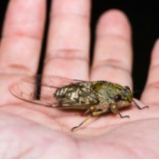 Man Holding Cicada