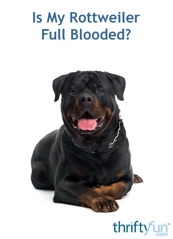 Is My Rottweiler Full Blooded? | ThriftyFun