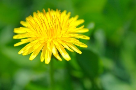 Yellow Dandelion Flower