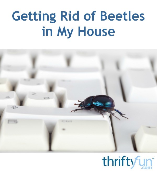house beetle