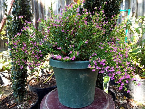 The Changing Of The Seasons - Mexican heather in a green pot.