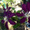 The Changing Of The Seasons -
 Niobe Clematis