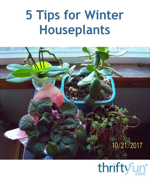 5 Tips For Winter Houseplants Thriftyfun