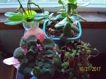 5 Tips for Winter Houseplants - group of plants