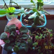 5 Tips for Winter Houseplants - group of plants