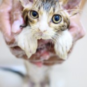 Bathing a Cat with Fleas - sopping kitten