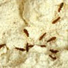 Bugs in flour