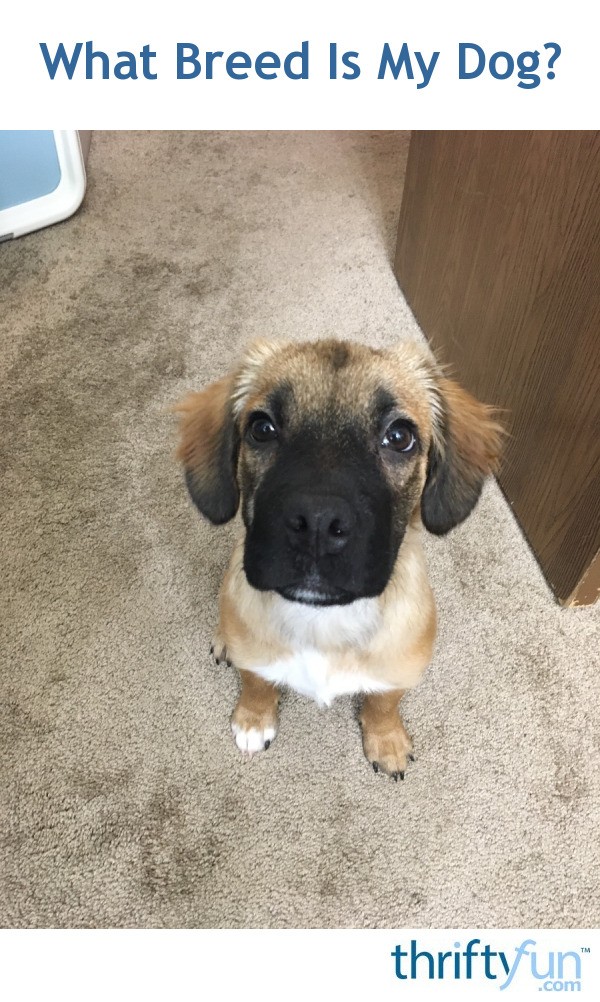 What Breed Is My Dog? ThriftyFun