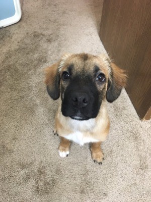 What Breed Is My Dog? - light brown puppy with dark muzzle