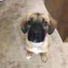 What Breed Is My Dog? - light brown puppy with dark muzzle