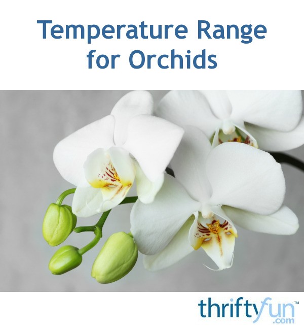 temperature-range-for-orchids-thriftyfun