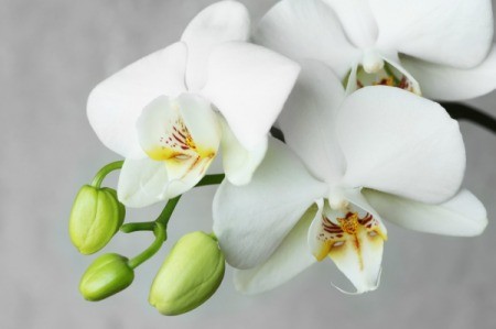 Closeup of white orchids on grey background