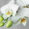 Closeup of white orchids on grey background
