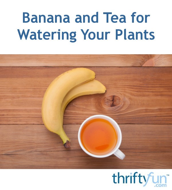 Banana and Tea for Watering Your Plants ThriftyFun