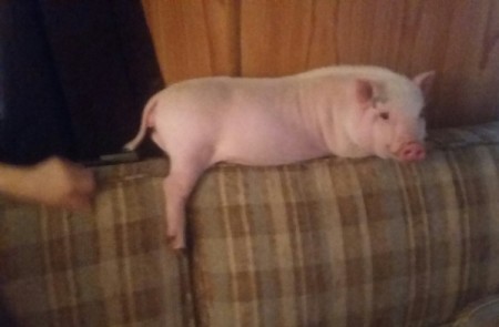 Bessy (Pot-bellied Pig) - on back of couch