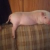 Bessy (Pot-bellied Pig) - on back of couch