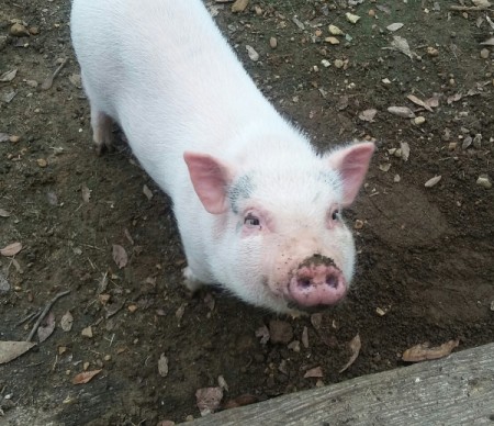 Bessy (Pot-bellied Pig)