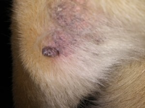Identifying a Black Lump on a Dog - lump on dog's leg