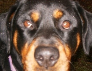 A rottweiler's face.