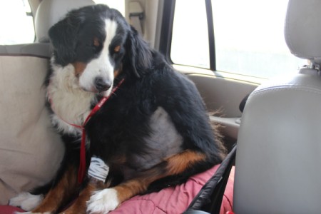 Bleu (Bernese Mountain Dog) - dog in car